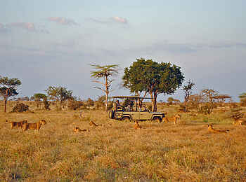 Lake Manze Camp: Mitten im Löwenrudel Lake Manze Camp: Mitten im Löwenrudel