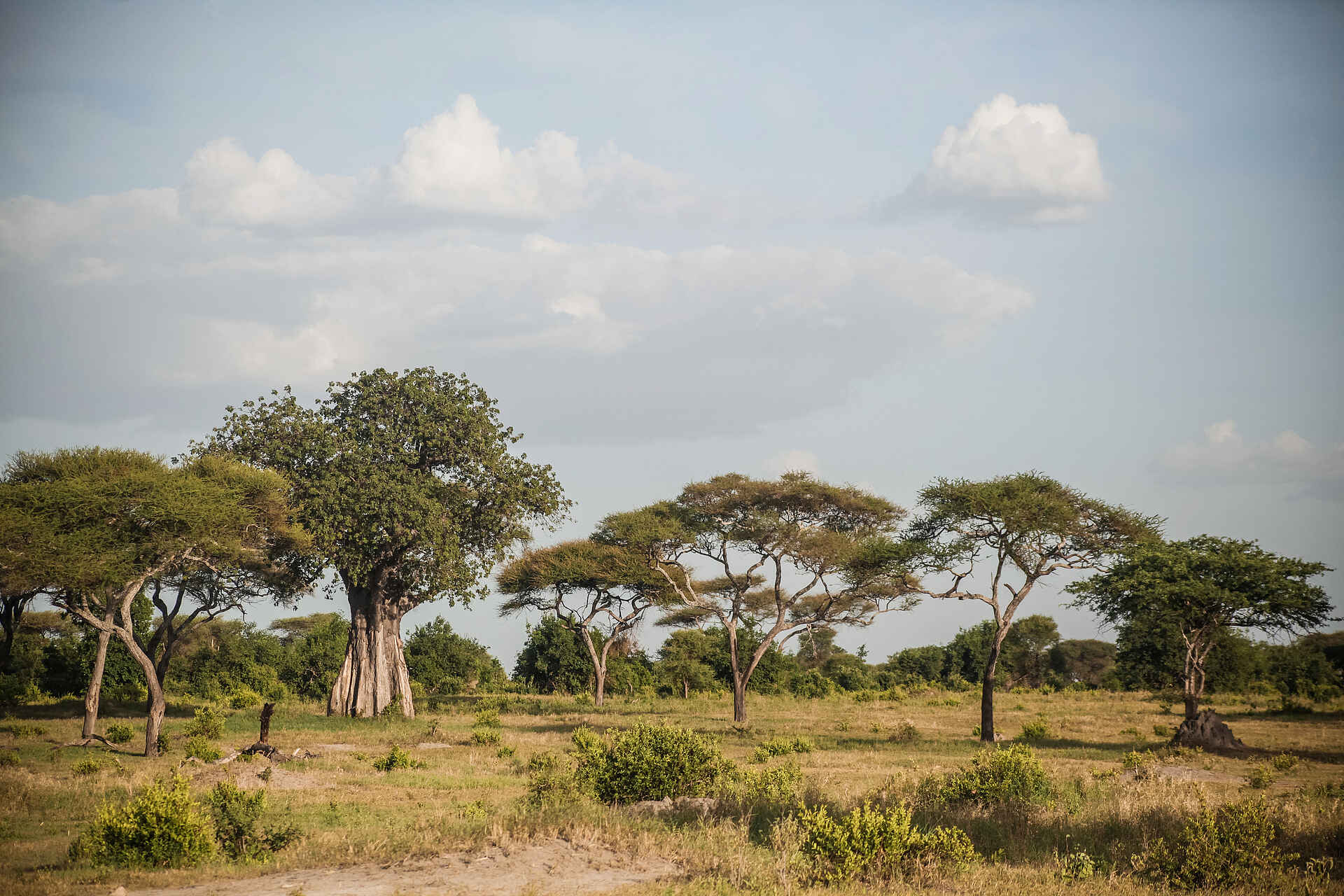 Little Chem Chem: Bäume Africa, Afrika, Afrikarma, Aktivitäten, Anti-Wilderei, Buschwanderungen, Fabia Bausch and Nicolas Negre, Fabia Bausch und Nicolas Negre, Familie, Heißluftballon-Fahrten, Hubschrauber-Safaris, Information, Informationen, Kaiti, Kinder, Little Chem Chem, Manyara, Massai Dörfer, Nachhaltigkeit, Nachtpirschfahrten, Naturschutz, Nordtansania, Pirschfahrten, Reise, Reisen, Safari, Tansania, Tanzania, Tarangire Fluss, Tarangire National Park, Tarangire River, Tarangire-Nationalpark, Urlaub, Vollpension, Walkingsafaris, www.afrikarma.de, Baum, Bäume, Pflanzen, Saftiges Grün, Burungi See, Lake Burungi, north tanzania, Bilder, Buchen, Buchung, Chem Chem Wildlife Concession, Reiseveranstalter, Landschaft, chem chem lodge