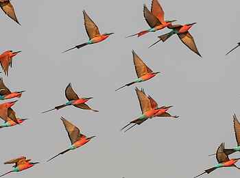 Little Vumbura: Fliegende Kaminspinte Little Vumbura: Fliegende Kaminspinte