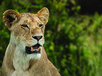 Mara Plains Camp: Löwin Mara Plains Camp: Löwin