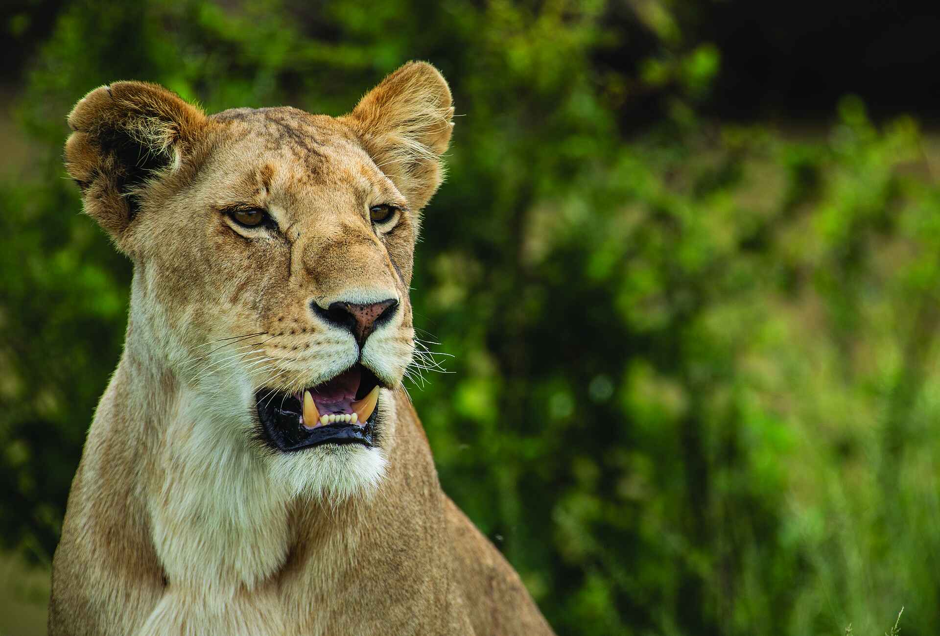 Mara Plains Camp: Löwin