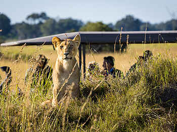Monachira Camp: Auf Pirschfahrt Monachira Camp: Auf Pirschfahrt