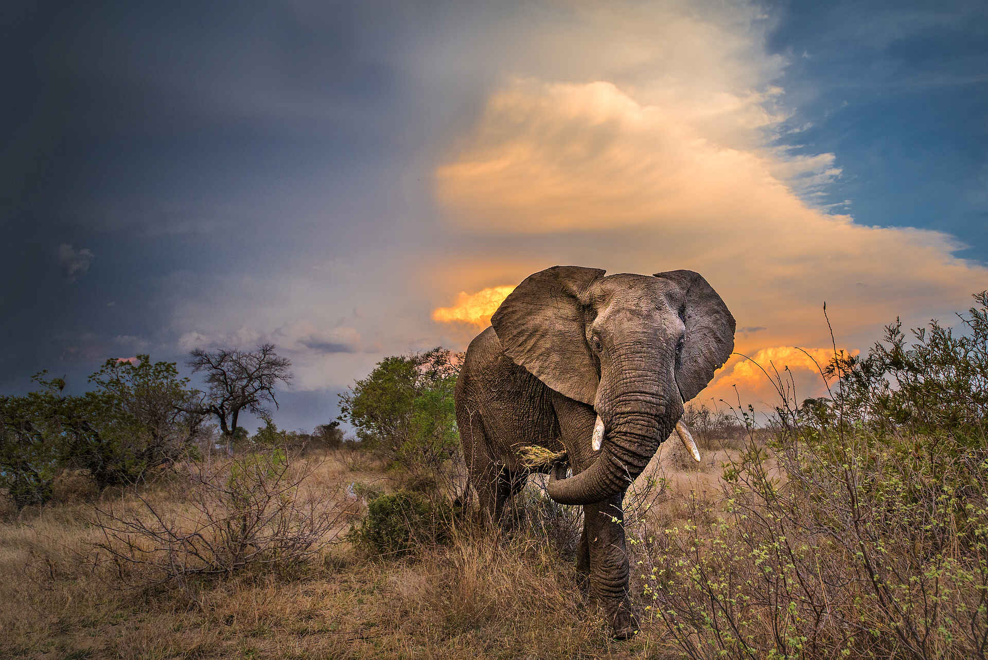 Fluss Sohebele, Kruger National Park, Krüger-Nationalpark, Motswari, Motswari Game Lodge, Motswari Private Game Reserve, Sohebele, Südafrika, Timbavati, Timbavati Nature Reserve, Elefant, Natur, Pirschfahrt, Tierbeobachtung, Tiere, Wildbeobachtung, Afrikarma, Afrikarma Safaris, Afrikarma Safaris - Wildnis. Hautnah., afrikarma.de