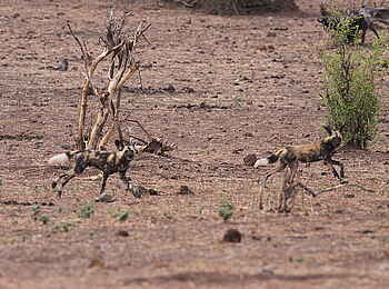 Muchenje Safari Lodge: Wildhunde auf Jagd