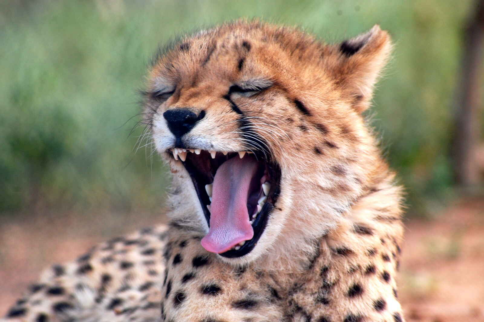 Naankuse Lodge: Ayla gähnt Naankuse Lodge: Ayla gähnt