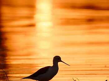 Okavango Spirit: Sandpfeifer Okavango Spirit: Sandpfeifer