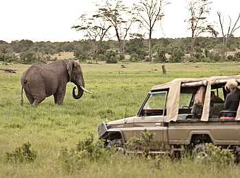 Ol Pejeta Bush Camp: Beobachtung eines Elefanten Ol Pejeta Bush Camp: Beobachtung eines Elefanten