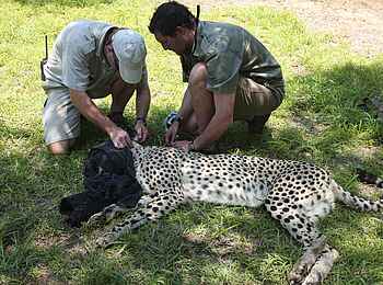 Phinda Homestead: Ranger mit Gepard Phinda Homestead: Ranger mit Gepard