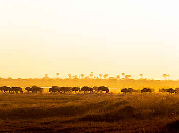 Planet Baobab: Gnus Planet Baobab: Gnus