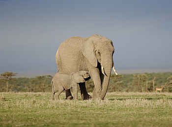 Sanctuary Tambarare Lodge: Elefanten Mutter mit Baby Sanctuary Tambarare Lodge: Elefanten Mutter mit Baby