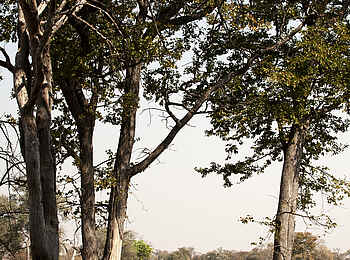 Selinda Explorers Camp: Hängematte am Ufer Selinda Explorers Camp: Hängematte am Ufer