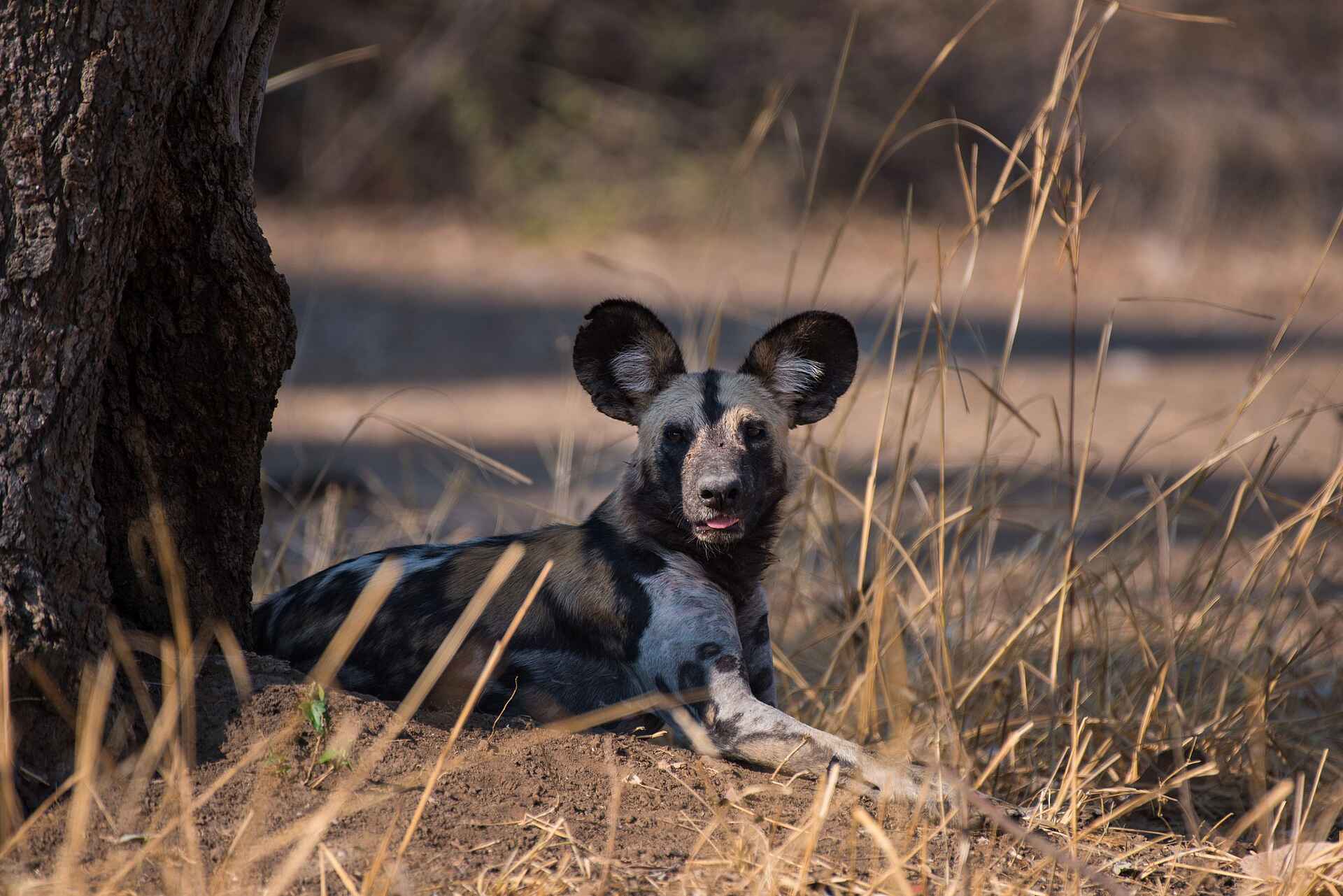 Shawa Luangwa Camp: Wildhund