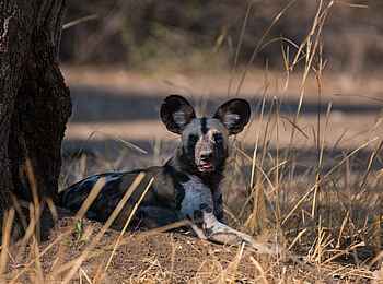 Shawa Luangwa Camp: Wildhund Shawa Luangwa Camp: Wildhund