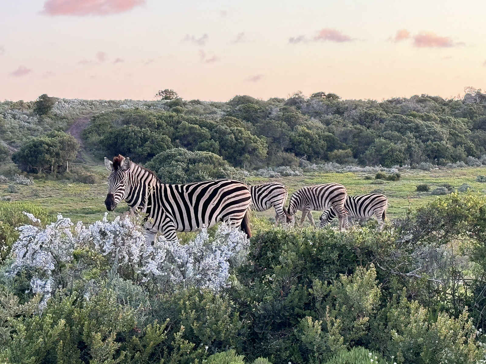 Simbavati Fynbos on Sea Lodge: Zebras Simbavati Fynbos on Sea Lodge: Zebras