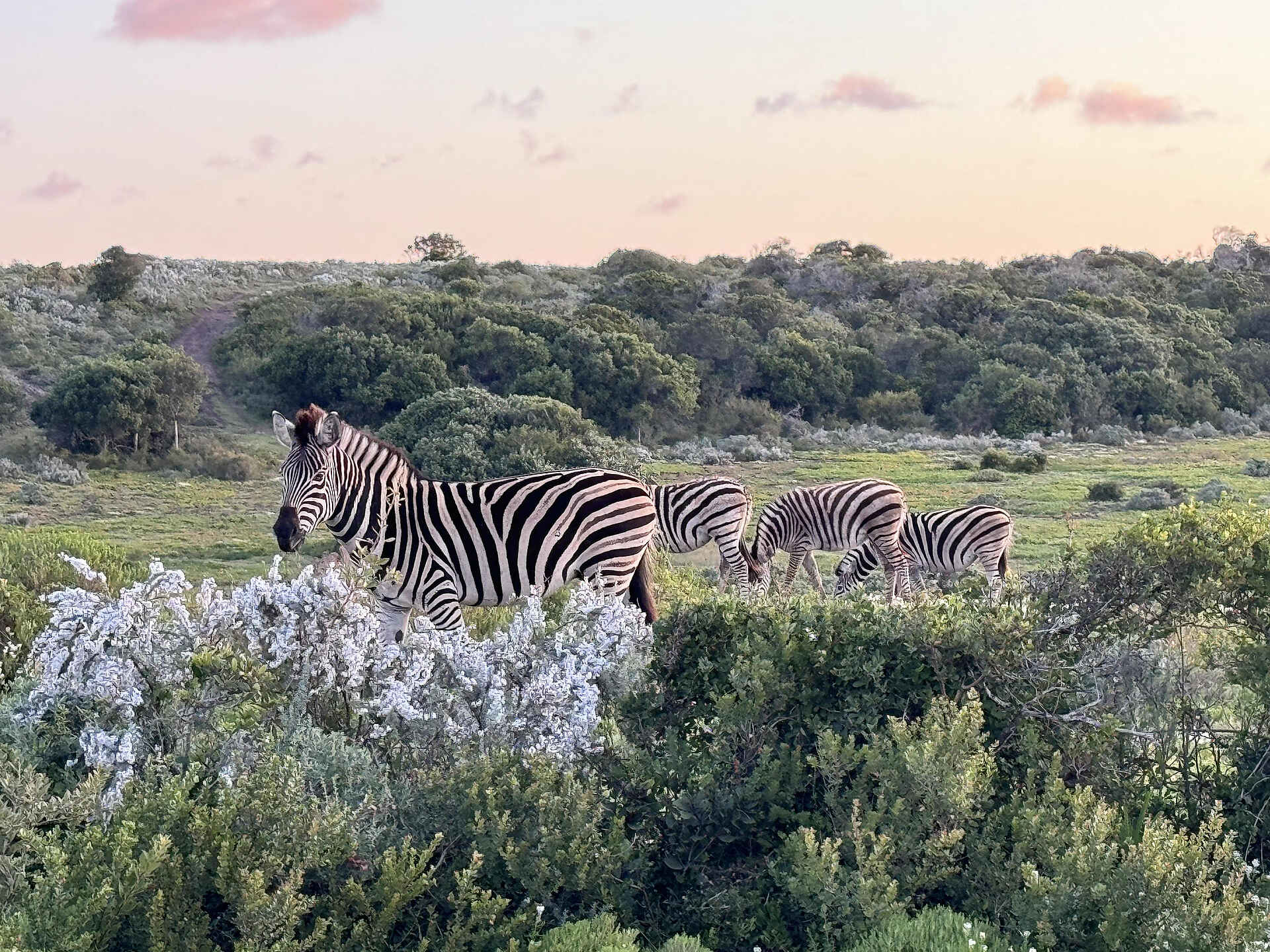 Simbavati Fynbos on Sea Lodge: Zebras