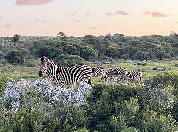 Simbavati Fynbos on Sea Lodge: Zebras Simbavati Fynbos on Sea Lodge: Zebras