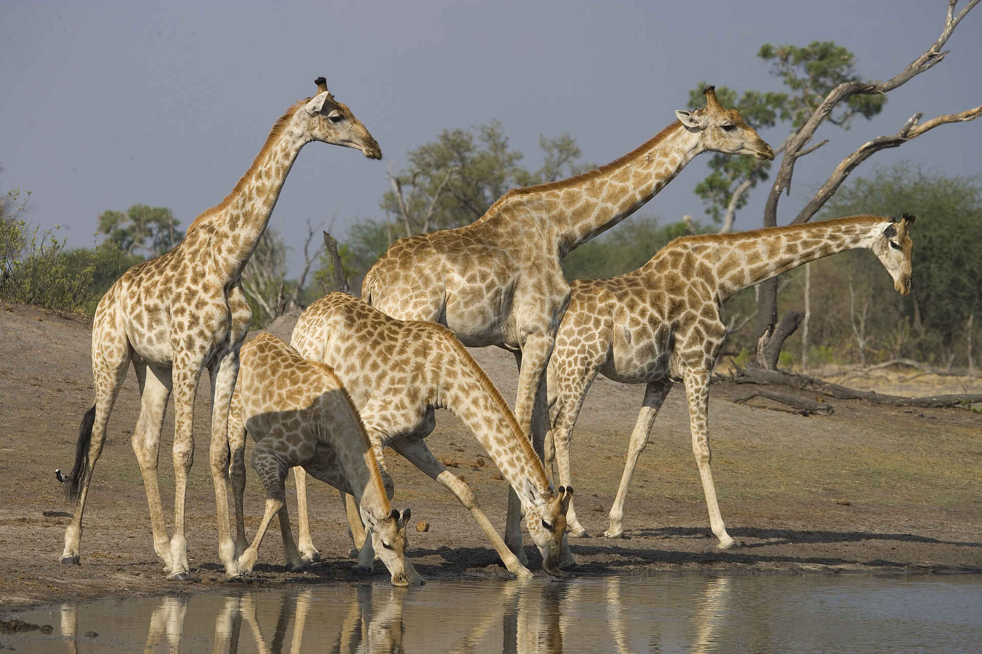 Hwange National Park, The Hide, Giraffen, Vlei, Wasserloch, Preston Family