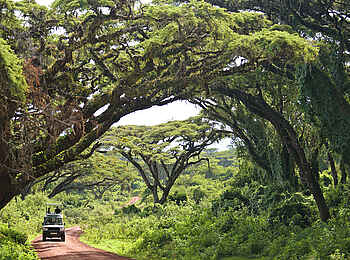 The Highlands Camp: Game Drive