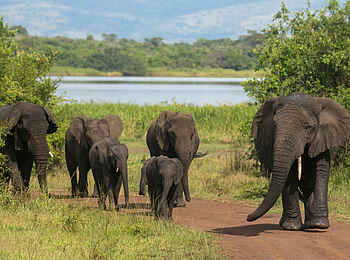 Akagera Game Lodge: Elefantenherde Akagera Game Lodge: Elefantenherde