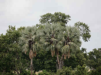 Chilo Ivory Trail Adventure: Palmen