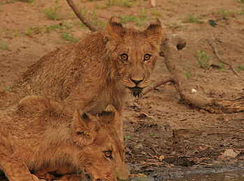 Chitake Tented Camp: Junge Löwen am Wasserloch