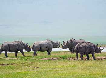 Craters Edge Lodge: Nashörner