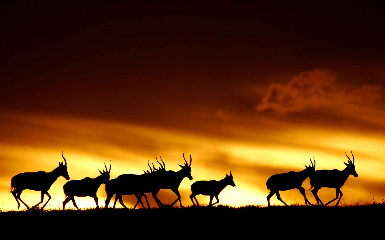 Founders Lodge by Mantis: Tsessebe im Sonnenuntergang Founders Lodge by Mantis: Tsessebe im Sonnenuntergang