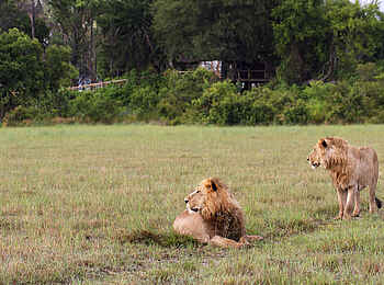 Kwetsani Camp: Zwei Löwen vor der Lodge Kwetsani Camp: Zwei Löwen vor der Lodge
