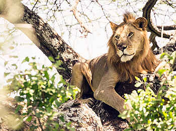 Legendary Mwiba Lodge: Junger Löwe Legendary Mwiba Lodge: Junger Löwe