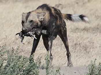 Legendary Mwiba Lodge: Wildhundwelpe Legendary Mwiba Lodge: Wildhundwelpe