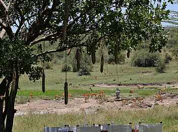 Mara Bushtops: Lunch im Freien