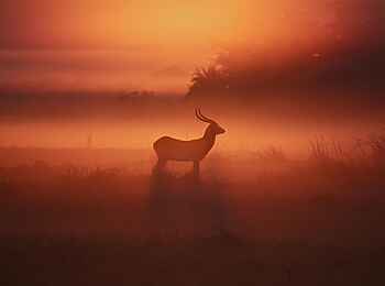 Ntemwa Busanga Bushcamp: Letschwe beim Sonnenaufgang