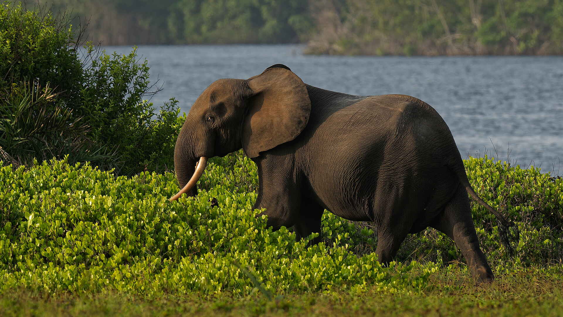 Sette Cama Eco Camp: Waldelefant 