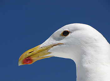 Shipwreck Lodge: Möwe Shipwreck Lodge: Möwe