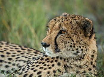 Tuludi Camp: Gepard Tuludi Camp: Gepard