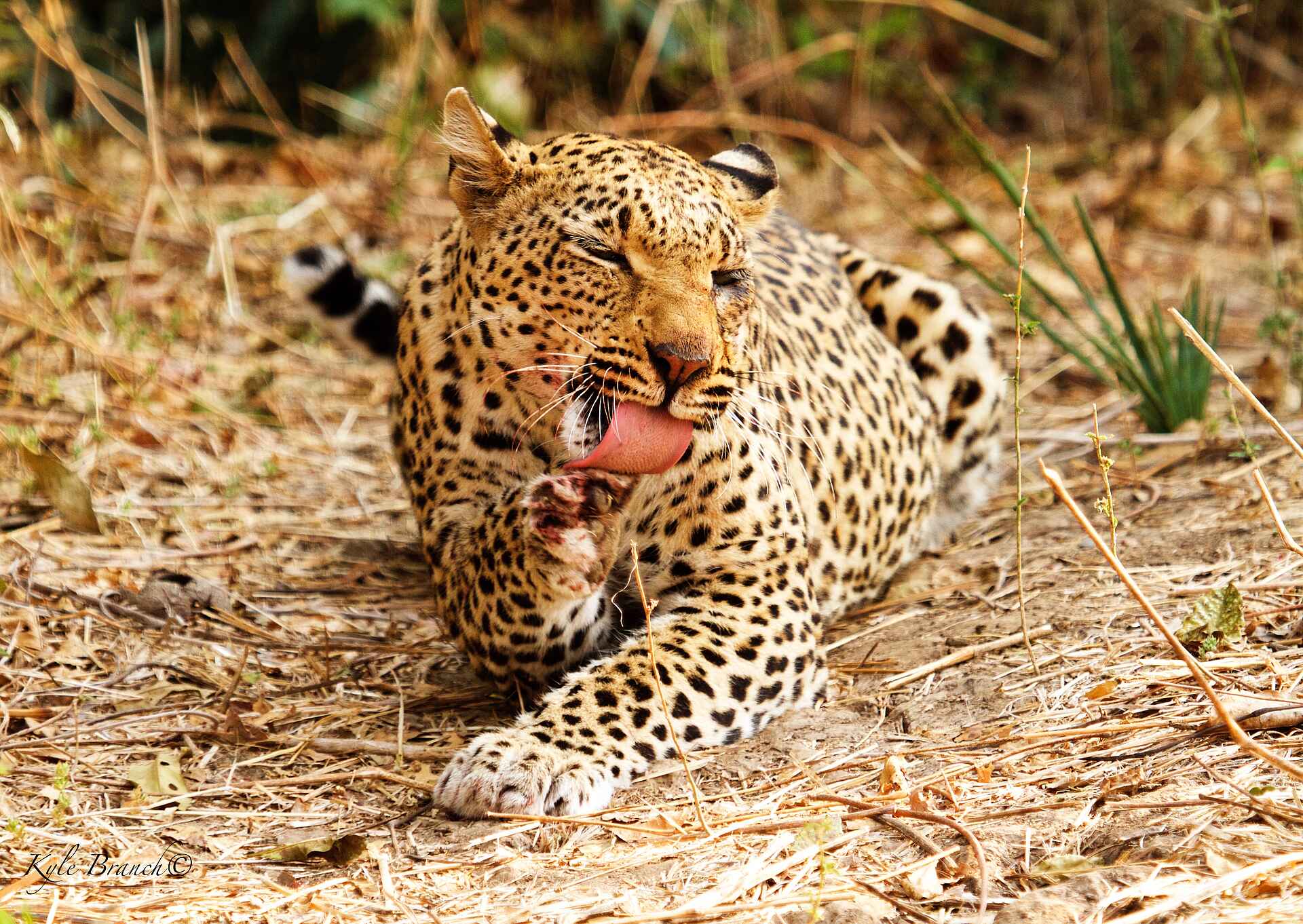 Chula Island Flycamp, Lower Zambezi National Park, Tusk & Mane, Game Drive, Pirschfahrt, Tiere, Leopard, Panthera pardis, Afrikarma, Afrikarma Safaris, Afrikarma Safaris. Wildnis. Hautnah., Afrikarma.de