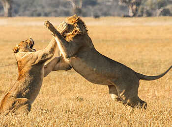 Bomani Tented Lodge: Löwenpaar
