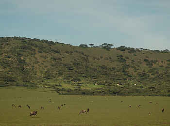 Charlie Sanjan Safari Camp: Gnuherde