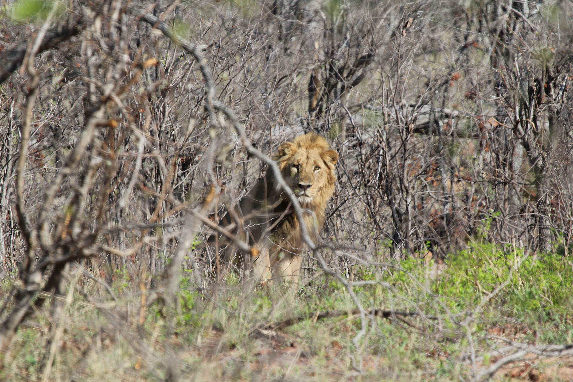 Chilo Gorge Safari Lodge: Löwe