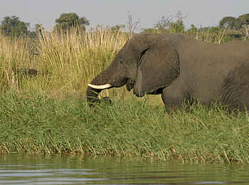Chobe Elephant Camp: Elefant am Chobe River Chobe Elephant Camp: Elefant am Chobe River