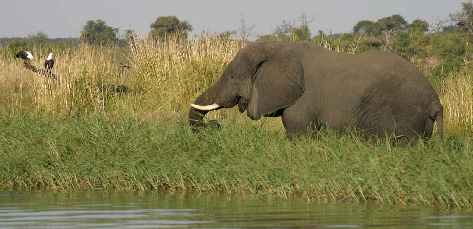 Chobe Elephant Camp: Elefant am Chobe River Chobe Elephant Camp: Elefant am Chobe River