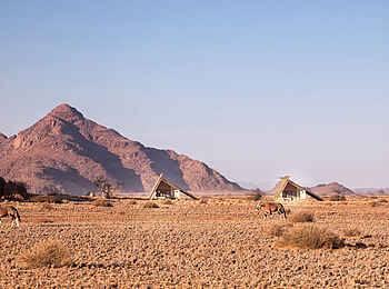 Desert Quiver Camp: Oryxantilopen vor dem Camp