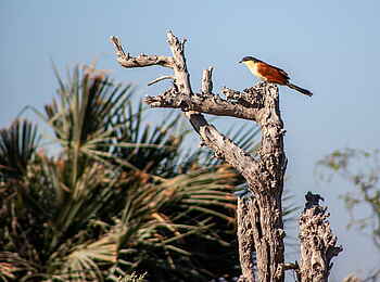 Gomoti Plains Camp: Spornkuckuck auf Baumstumpf