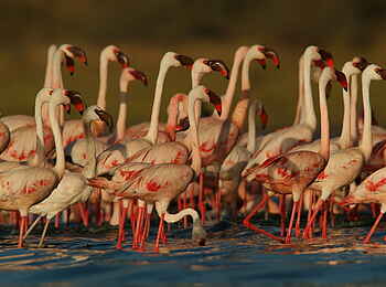 Hatari Lodge: Flamingos bei Sonnenuntergang