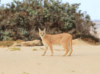 Hoanib Skeleton Coast Camp: Karakal im Profil Hoanib Skeleton Coast Camp: Karakal im Profil