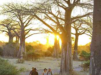 Jabali Ridge Camp: Walking Safari
