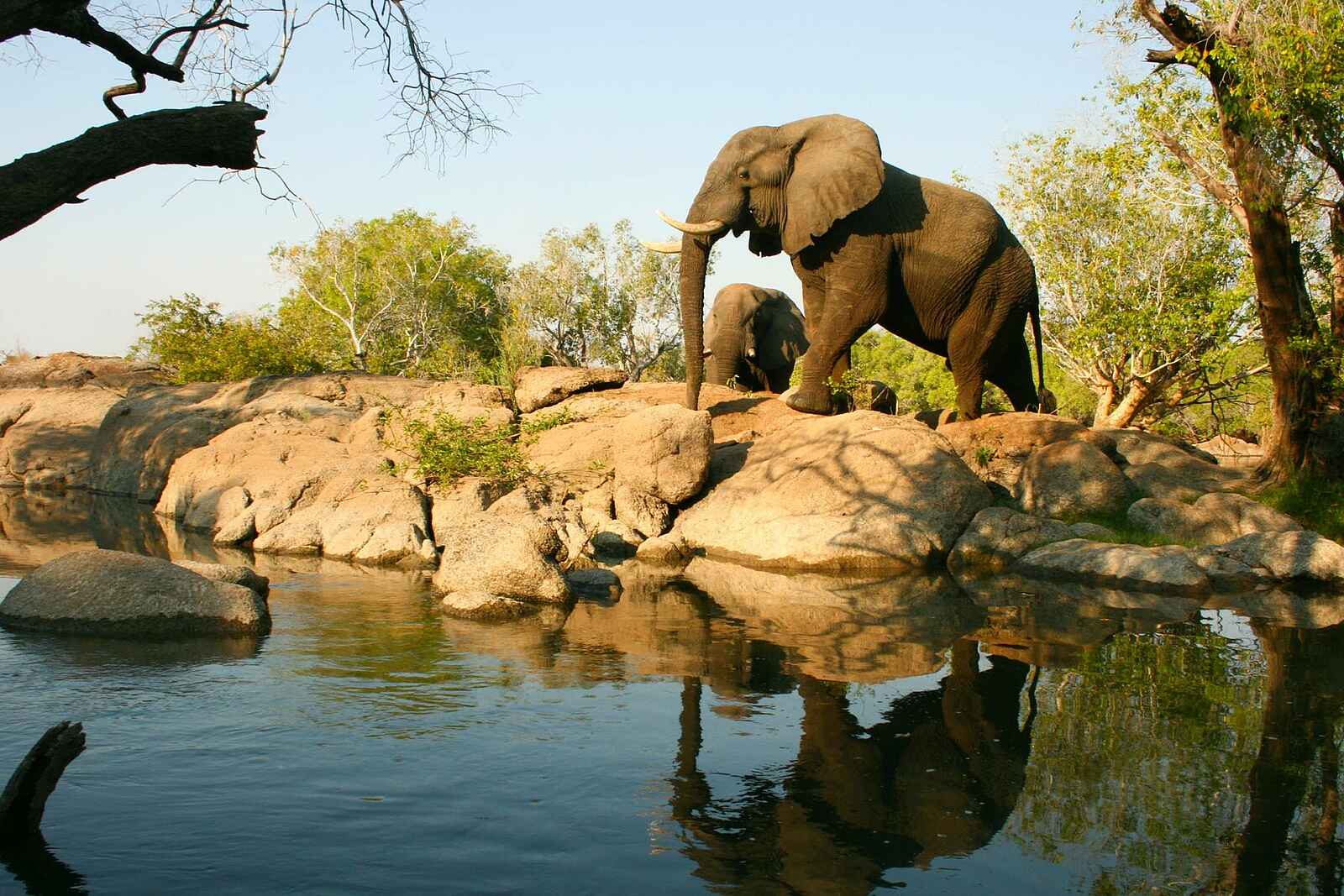KaingU Safari Lodge: Elefanten auf Felsen am Flussufer KaingU Safari Lodge: Elefanten auf Felsen am Flussufer