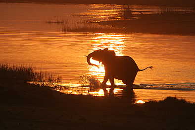 Kwara Camp: Badender Elefant im Abendlicht