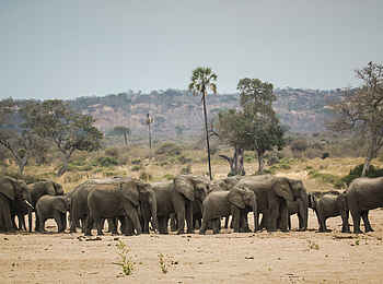 Kwihala Camp: Elefantenherde