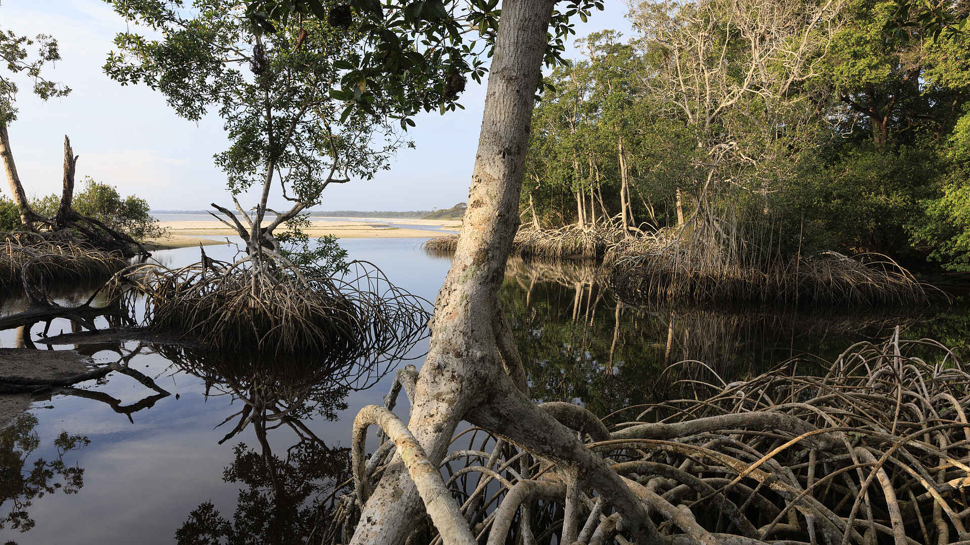 Loango Savannah Camp: Mangroven